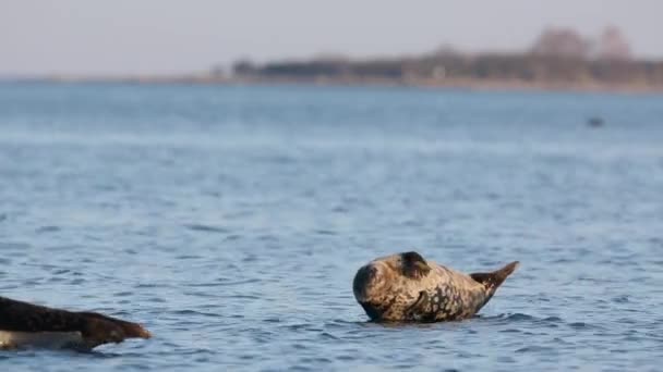 Ringelrob Pusa Hispida Ligt Onderwaterrots Krasborst Oostzee Estland — Stockvideo