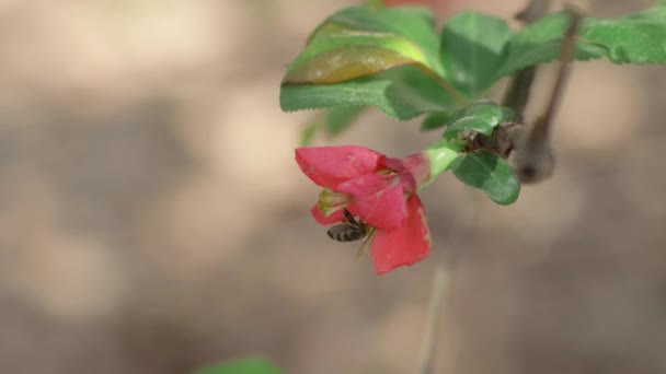 Bijen Kruipen Japanse Kweepeer Bloem Voor Vliegen Weg Slow Motion — Stockvideo