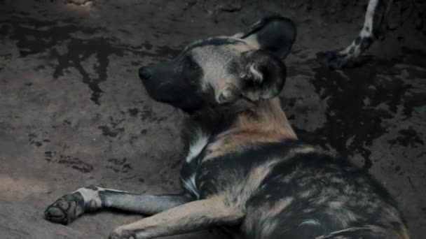 Perro Salvaje Africano Afrikansk Vildhund Yawning Och Vila Sanden Närbild — Stockvideo