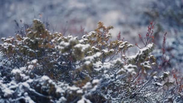 最初の雪はツンドラの茂みや草をカバーしています クローズアップ スローモーション — ストック動画