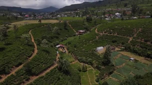 Small Sheds Houses High Green Tea Plantations Steep Hills Several — Stock Video
