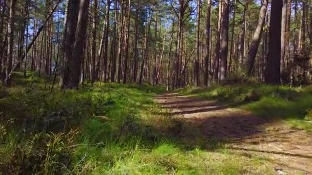 木々の下に緑の苔を持つ野生の松林 日当たりの良い穏やかな春の日に木の間に低移動遅い空中ショット 前方に移動する低角度ドローンビュー — ストック動画