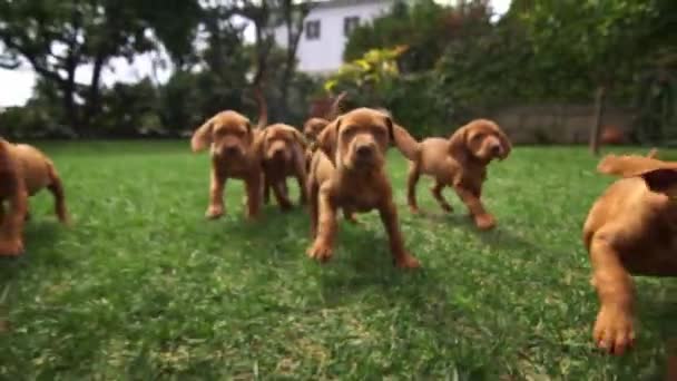 Uma Manada Vizsla Jovens Correr Divertir Todos Toghether Campo Verde — Vídeo de Stock