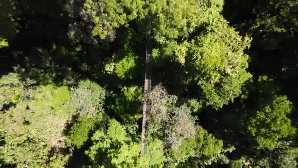 Zoom Out Hanging Bridge Tropical Forest Κόστα Ρίκα — Αρχείο Βίντεο