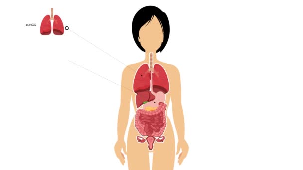 Ludzkie Kobiece Ciało Organy Wewnętrzne Oznakowane Zidentyfikowane Edukacyjnym Animowane Wideo — Wideo stockowe