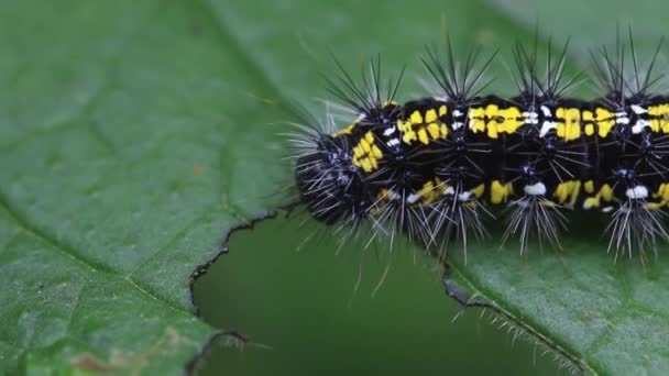 Scarlet Tiger Moth Catapillar Callimorpha Dominula Feeding Green Alkanet Leaf — Video Stock