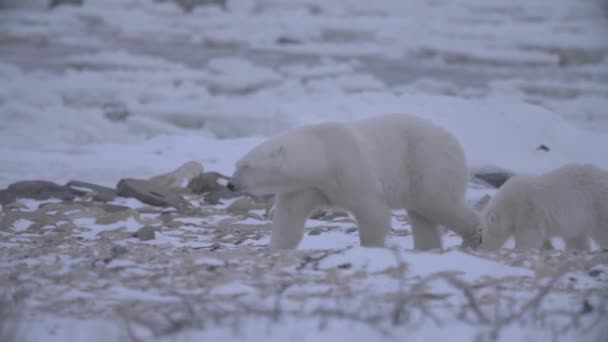 Ursos Polares Espreita Ambiente Hostil Churchill Manitoba — Vídeo de Stock