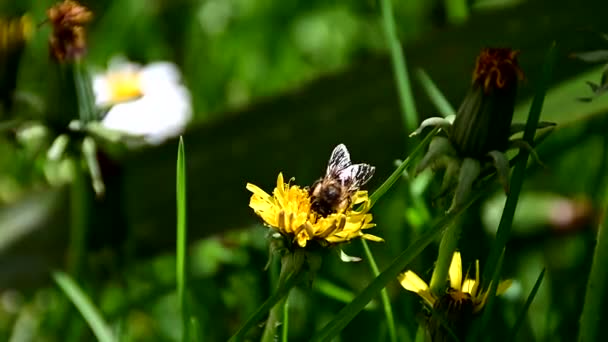Пчела Собирает Пыльцу Желтого Цветка — стоковое видео