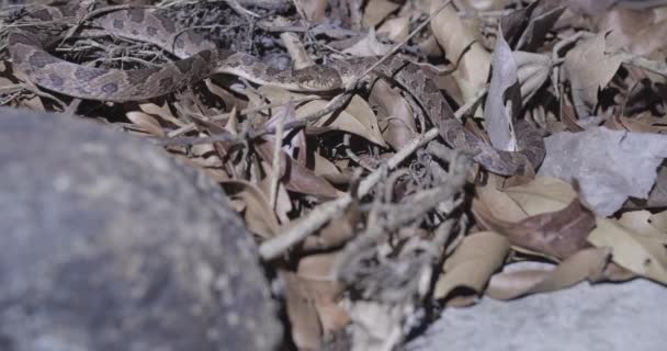 Exotic Cat Eyed Snake Camouflages Itself Dry Woods Environment — Stock Video