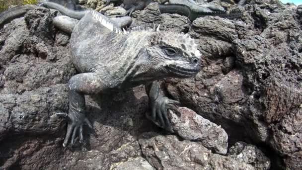一个海洋鬣蜥的位置非常靠近摄像机 它在镜头前迷惑地看了一会儿 在南美洲加拉帕戈斯岛上一个炎热 阳光灿烂的日子里 蜥蜴正坐在火山岩上 — 图库视频影像
