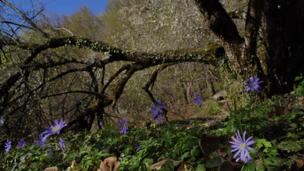 Fioletowe Wiosenne Kwiaty Pod Upadłym Pniem Drzewa Dzikiej Zimy — Wideo stockowe