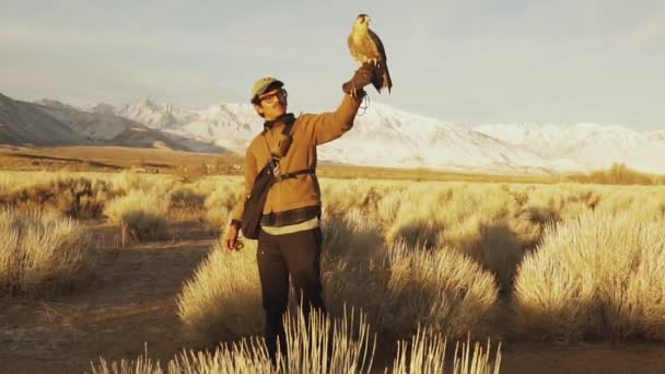 Falknerei Führer Zeigt Falken Und Lässt Ihn Die Berge Fliegen — Stockvideo