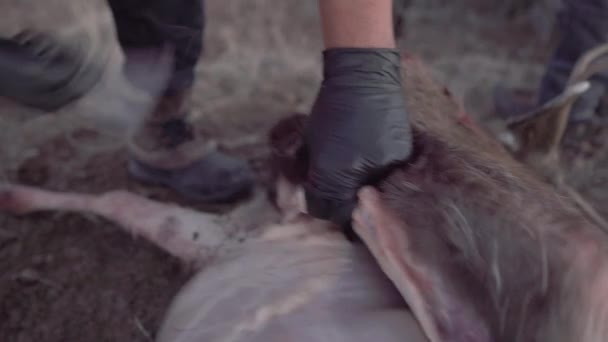 Сдирать Кожу Оленя Охотничьим Ножом Закрытие Мертвого Анимала — стоковое видео