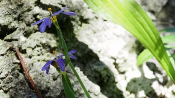 百慕大的国花 百慕大花 Sisyrinchium Bermudiana 是艾瑞丝家族的一员 — 图库视频影像