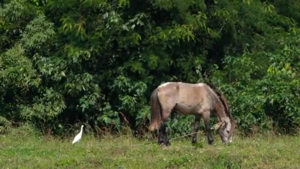 Facing Right Grazing Egret Approaches Muak Klek Thailand — Stock Video