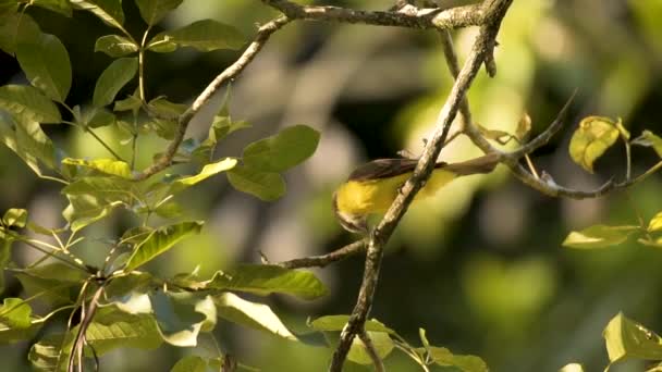 Іржавий Зруйнований Flycatcher Perched Tree Branch Сонячний День Широкий — стокове відео