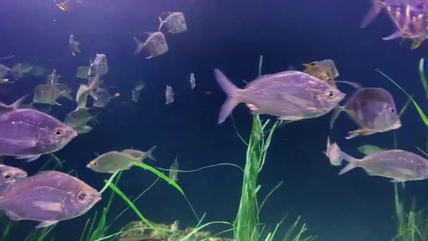Μια Σχολή Ψαριών Που Κολυμπούν Κάτω Από Νερό Κοντά Στο — Αρχείο Βίντεο