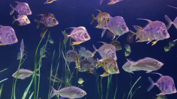 Ein Schwarm Fische Schwimmt Unter Dem Wasser Der Nähe Hohen — Stockvideo