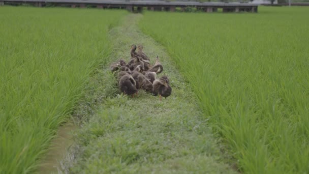 在中国稻田之间的路上 一群小鸭在清理它们的羽毛 — 图库视频影像