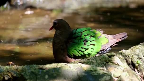 Seen Waterhole Drinking Water Bee Front Some Flying Common Emerald — ストック動画