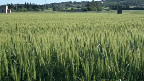 Getreide Getreide Weizen Ähren — Stockvideo