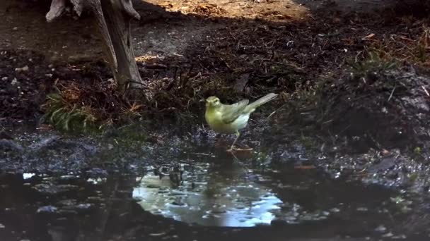 Ein Weidenrohrsänger Badet Einer Pfütze Wald — Stockvideo