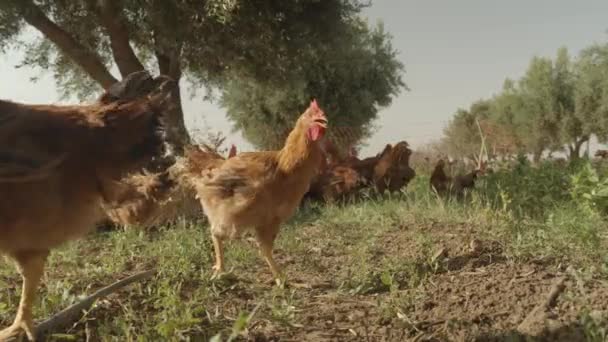 Kippen Met Rode Veren Kippen Biologische Landbouw Pluimveevideo — Stockvideo