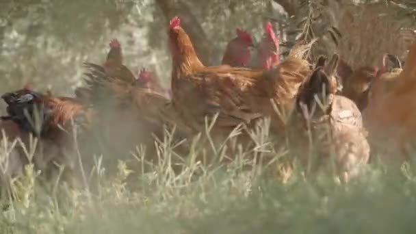 Kippen Farm Organic Beeldmateriaal Van Pluimvee — Stockvideo