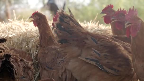 Bando Galinhas Com Penas Vermelhas Frango Farm Organic Filmagens Aves — Vídeo de Stock
