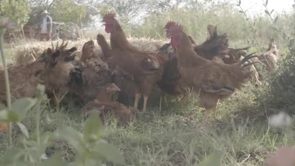 Flock Chickens Red Feathers Chicken Farm Organic — Stock Video