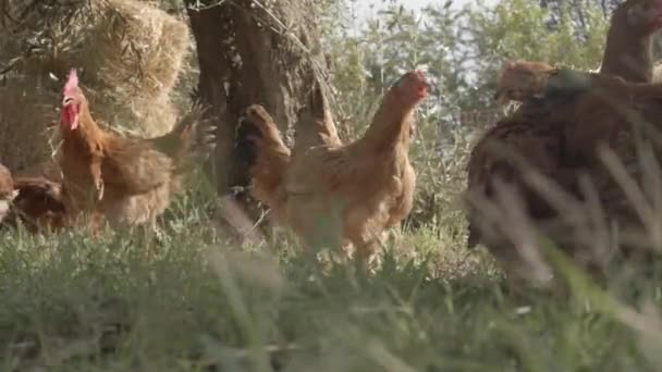 赤い羽の鶏の群れ 農場有機で鶏 鶏の映像 — ストック動画