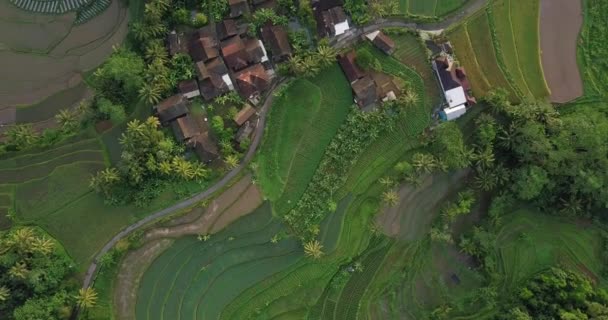 Reisfelder Magelang Zentraljava Indonesien Ländliche Drohnenaufnahme Der Landschaft Indonesien Wohnungsschnipsel — Stockvideo