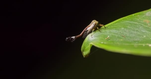 Small Treehopper Insect Walks Edge Green Leaf Night Macro Follow — ストック動画