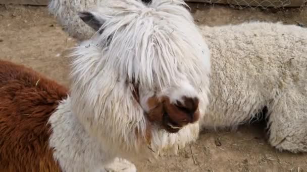 Lama Yerde Yatıyor Yiyor Çiğniyor Beyaz Kahverengi Tüylü Komik Sevimli — Stok video