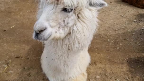 White Llama Head Funny Cute Alpaca Fluffy Fur — Stock Video