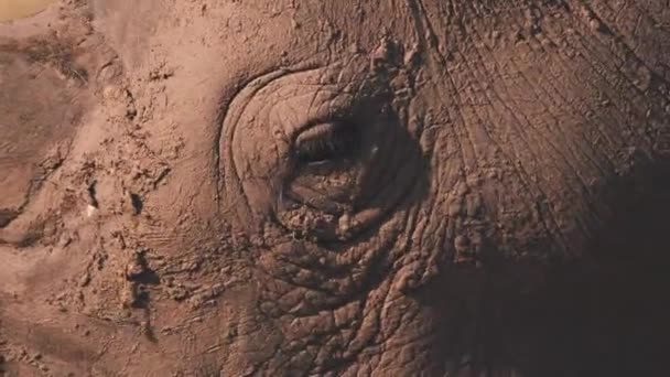 Mud Covered Head Grazing White Rhinoceros Close — Vídeo de Stock