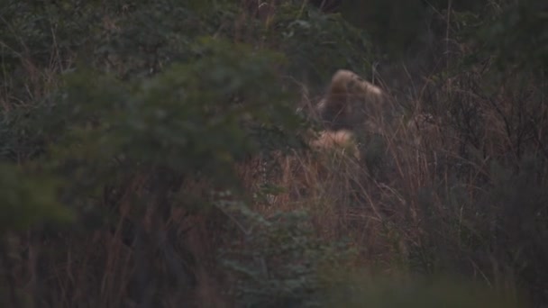 Lejon Liggande Och Rullande Rygg Gömda Tät Snår — Stockvideo