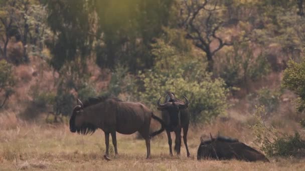 Three Common Wildebeests Resting African Savannah Heat One Lying — Stockvideo