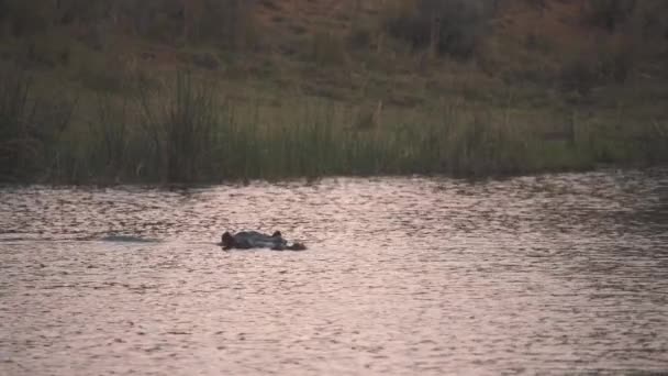 Hippo Submerged River Slowly Turning Stream South Africa — Stock Video