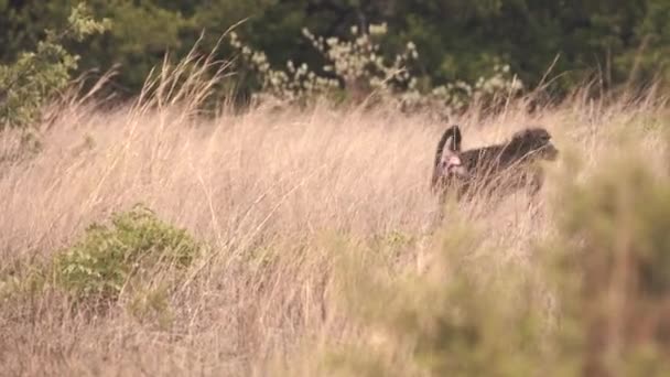Cape Baboon Monkey Walking Long Grass African Savannah — Stock Video