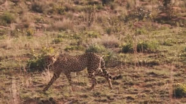 African Cheetah Prowling Savannah Grassland Slow Motion — Stock Video