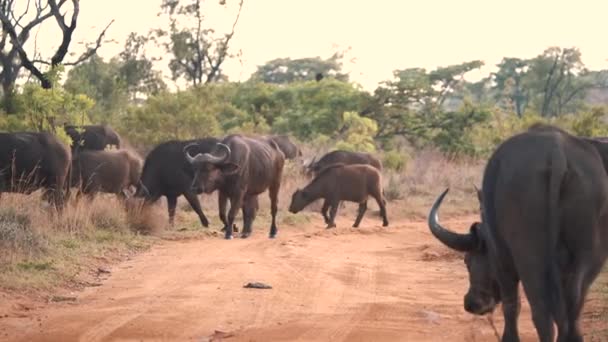 Manada Agarrada Búfalos Africanos Caminhando Pela Estrada Terra Savana — Vídeo de Stock