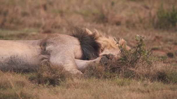 Leeuw Liggend Zijn Zij Afrikaans Savannegras Bewegende Poot Close — Stockvideo