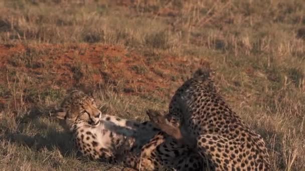 Duas Chitas Brincando Juntas Grama Savana Africana Entardecer — Vídeo de Stock