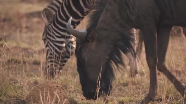 Gnus Planícies Zebra Pastam Juntos Savana Perto — Vídeo de Stock