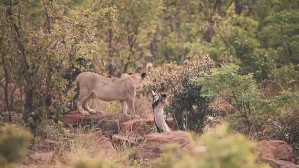 Twee Leeuwinnen Lopen Rotsen Het Afrikaanse Savanne Bos — Stockvideo