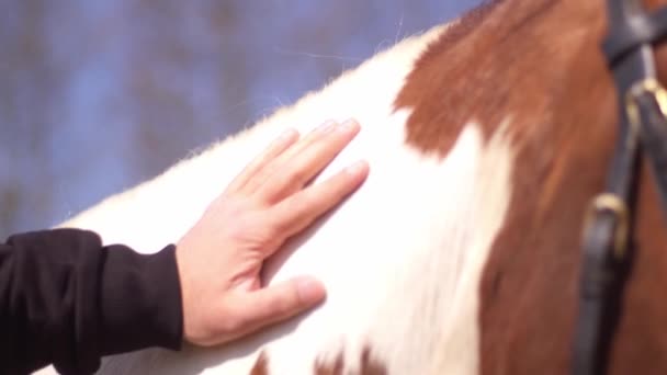 Man Strelen Zijn Bruin Wit Paard — Stockvideo