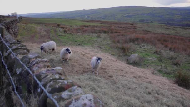 Grupa Owiec Derbyshire Gritstone Pasących Się Wzdłuż Kamiennego Muru Odległej — Wideo stockowe