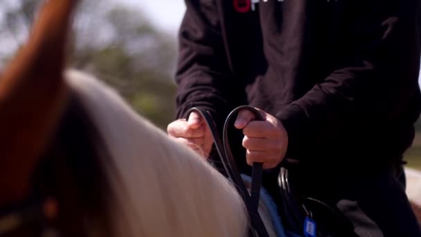 Uomo Tirando Guinzaglio Mentre Cavallo Alza Testa — Video Stock