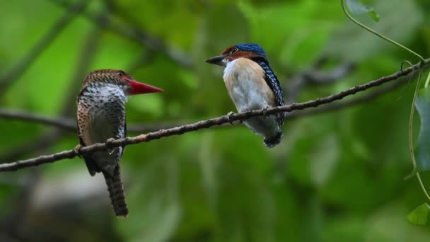 Mother Bird Looking Straight Male Fledgling Both Displaying Lovely Colorful — Vídeos de Stock